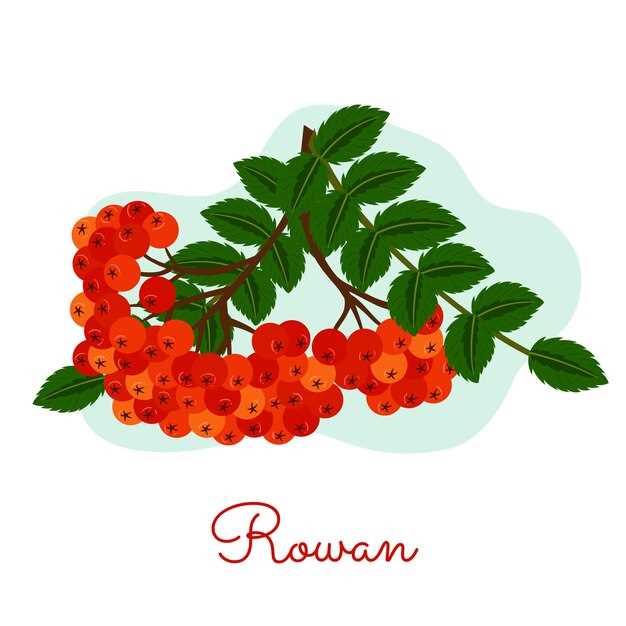 Функциональное значение слова рябина в русской речи и словосочетаниях